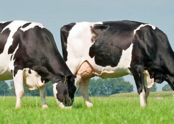 Why Assam is the Intelligent Choice to Partner with a Veterinary Medicine Company