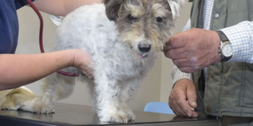 veterinary medicine online in India
