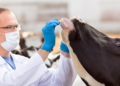 veterinary